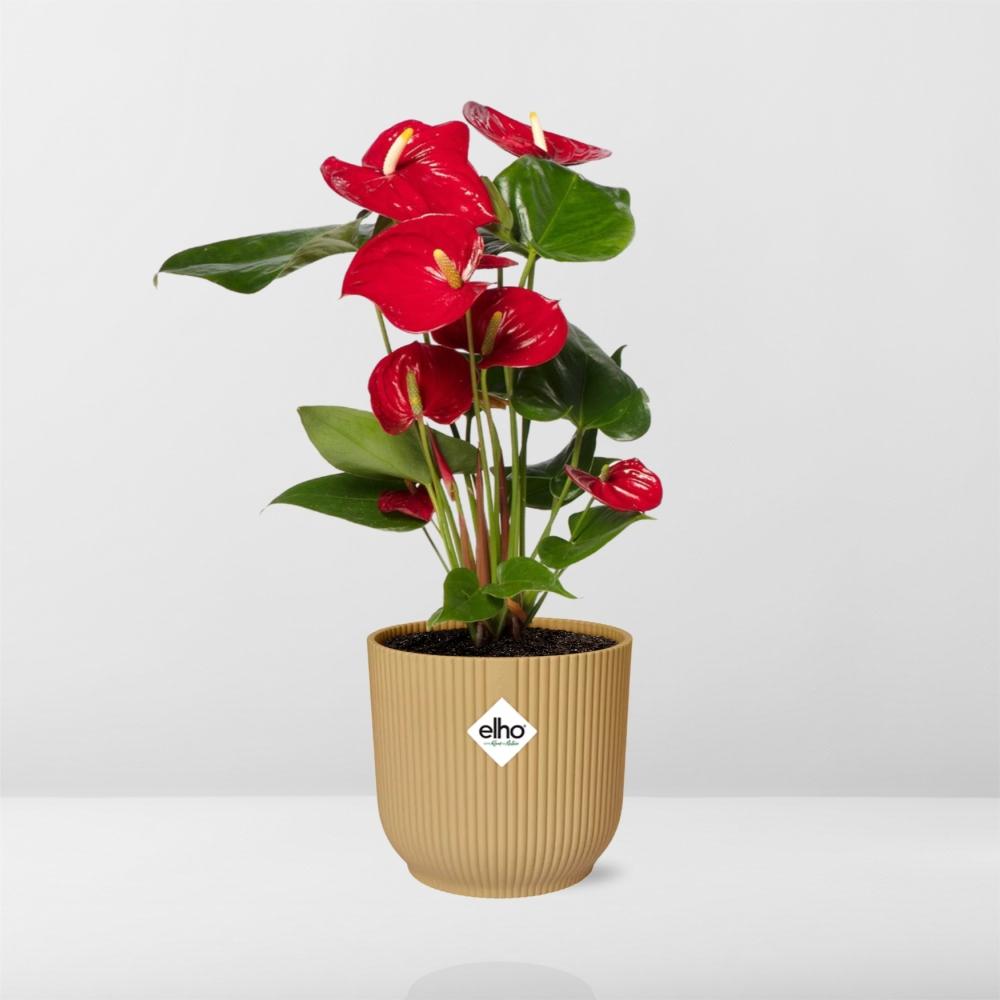 Anthurium Red 12cm in ELHO Vibes Fold 14cm gelb (Flammenlilie) – 40 cm hoch – Bild 6