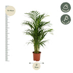 Areca palm (Dypsis) – Ø17 cm, 70 cm hoog