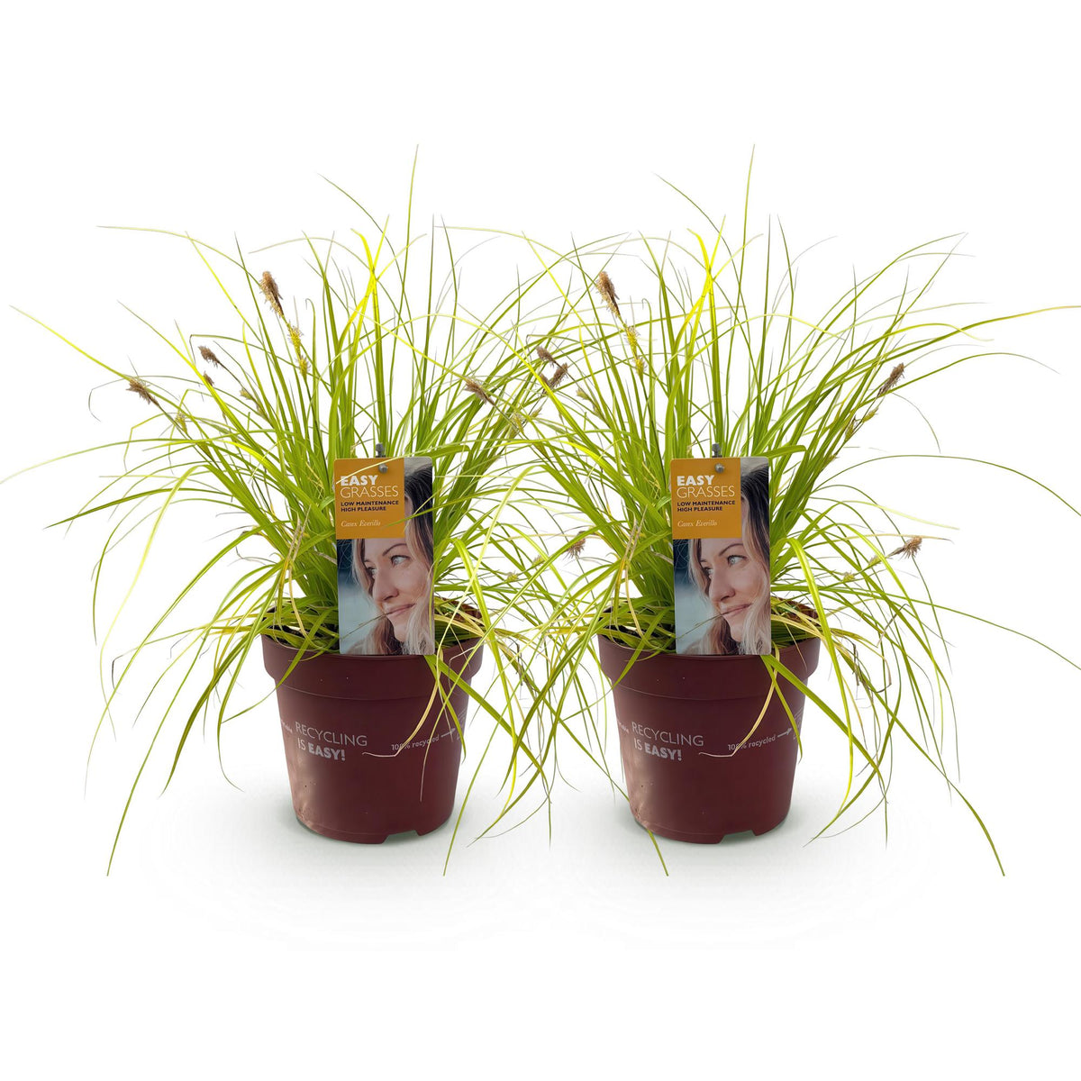 Carex oshimensis 'Everillo' (zegge) – geel – 2 planten, Ø17 cm, 50 cm hoog