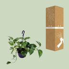 Epipremnum aureum (Scindapsus) – Ø 15 cm, 30 cm hoch