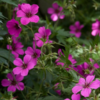 Geranium sanguineum 'Max Frei' (géranium vivace) – 48 plants, Ø9 cm, 10–25 cm de haut