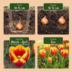 Mélange de tulipes 'Triumph' – 15 bulbes (calibre 11/12)
