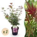 Acer palmatum 'Jerre Swarts' (donker rood) – donkerrood – 2 planten, Ø19 cm, 70 cm hoog