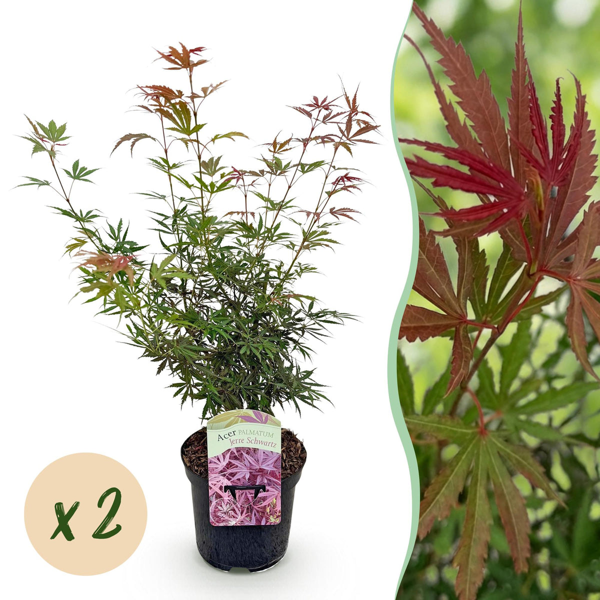 Acer palmatum 'Jerre Swarts' (donker rood) – donkerrood – 2 planten, Ø19 cm, 70 cm hoog