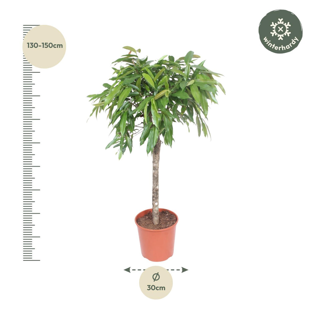 Ficus Amstel King – Ø30 cm, 130 cm hoch
