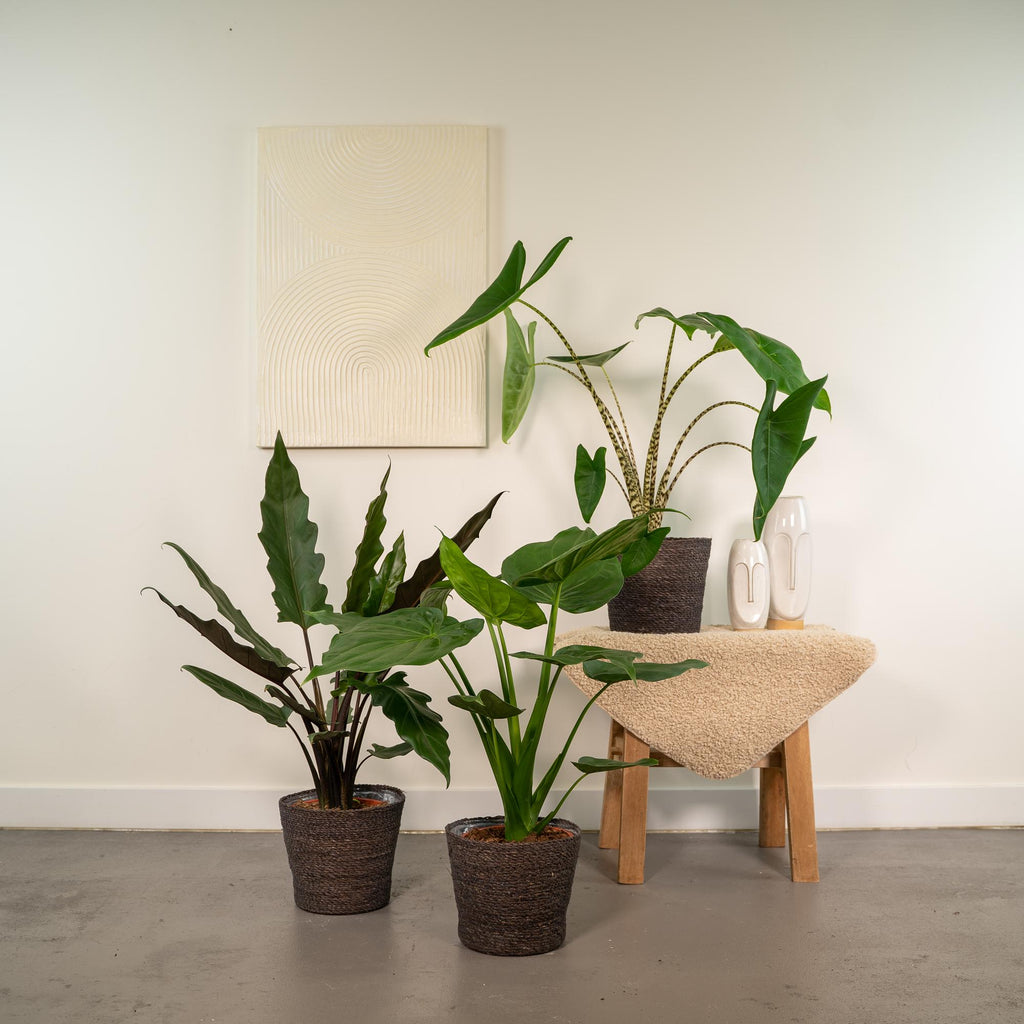 Alocasia Lauterbachiana (oreille d'éléphant) – Ø19 cm, 75 cm de haut – cucullata – photo 2