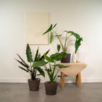 Alocasia Lauterbachiana (oreille d'éléphant) – Ø19 cm, 75 cm de haut – cucullata