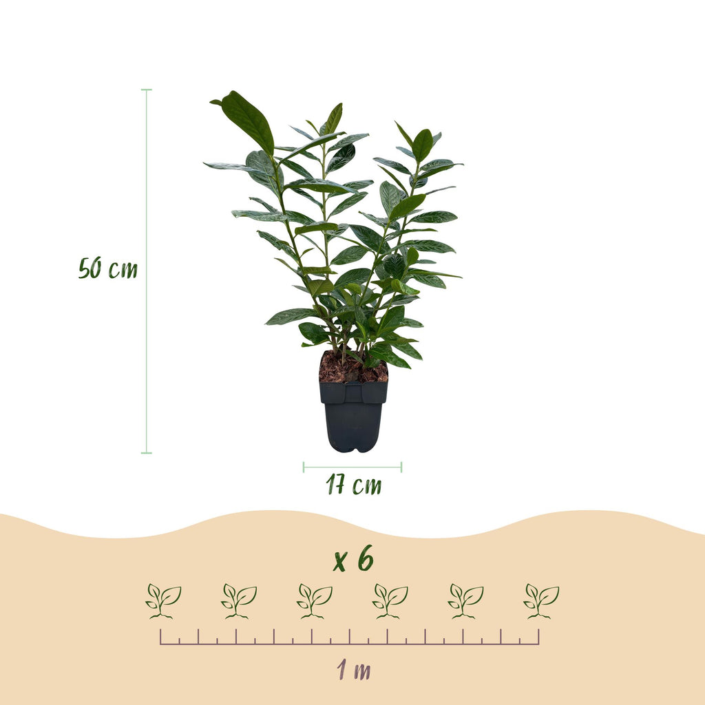 Prunus laurocerasus 'Novita' (Kirschlorbeer) – 6 Pflanzen, Ø 17 cm, 50 cm hoch – Bild 3