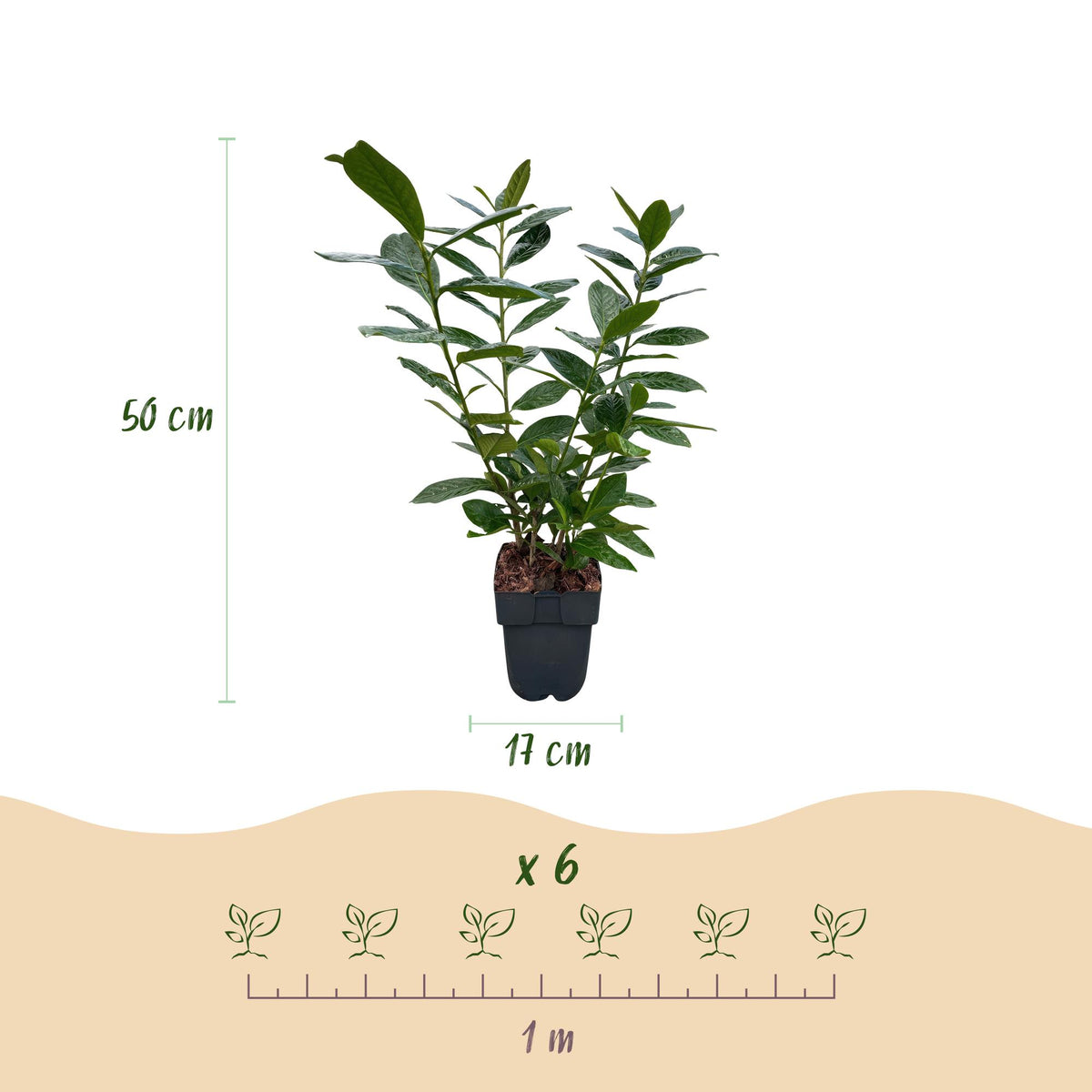 Prunus laurocerasus 'Novita' (laurier-cerise) – 6 plants, Ø 17 cm, 50 cm de haut – photo 3