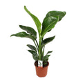 Strelitzia nicolai (weiße Paradiesvogelblume) – Ø17 cm, 70 cm hoch