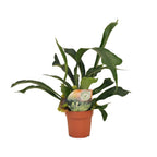 Platycerium Bifurcatum (hertshoornvaren) – Ø12 cm, 35 cm hoog