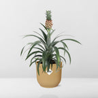 Ananas Mi Amigo in ELHO Vibes Fold 14cm geel (ananasplant) – 40 cm hoog