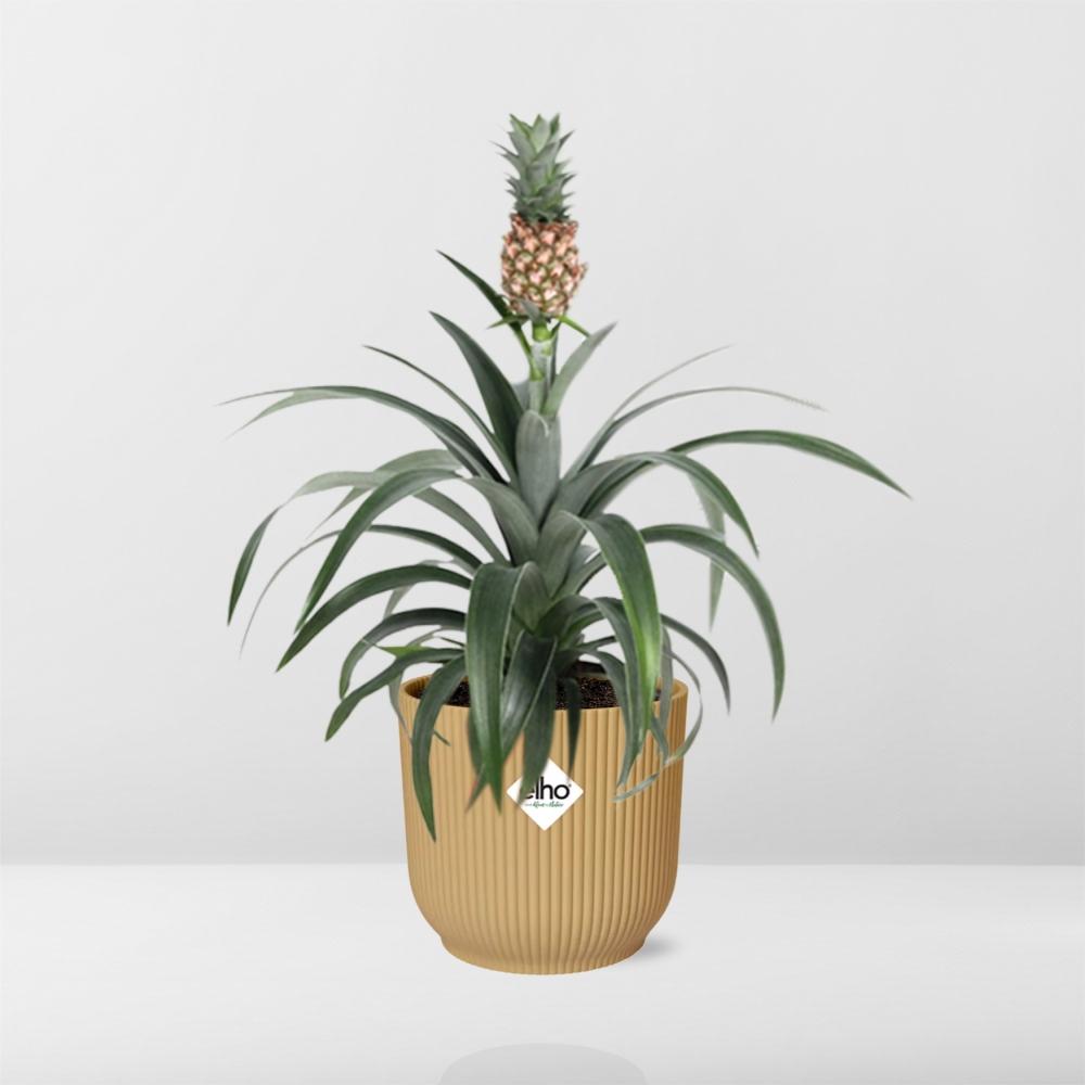 Ananas Mi Amigo in ELHO Vibes Fold 14cm geel (ananasplant) – 40 cm hoog