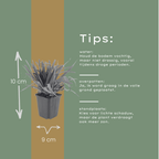 Luzula sylvatica (skovbæger) – 6 planter, Ø9 cm, 10–25 cm høje