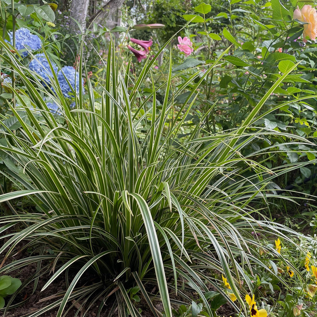 Carex morrowii 'Ice Dance' (sedge) – Ø17 cm, 50 cm high – photo 4