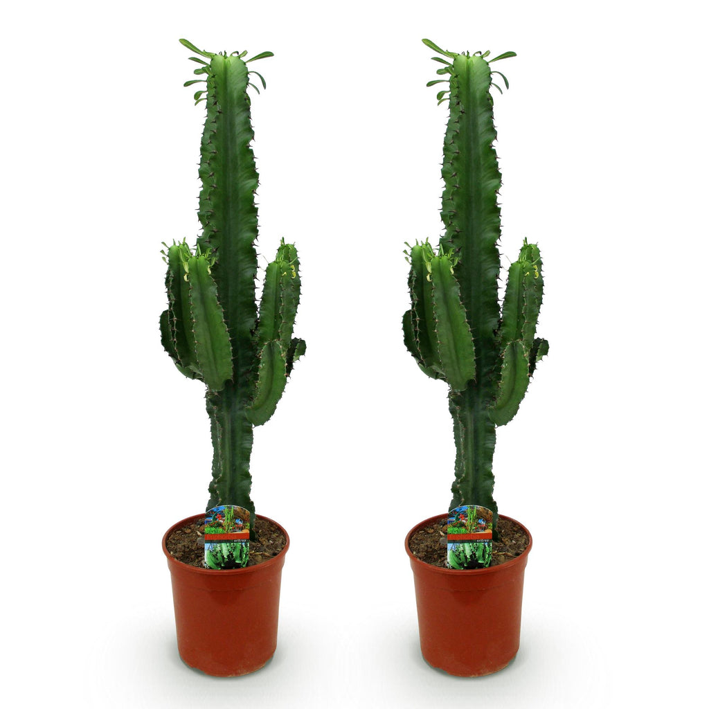 Euphorbia eritrea – Ø19 cm, 70 cm hoog