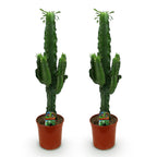 Euphorbia eritrea – Ø19 cm, 70 cm hoog
