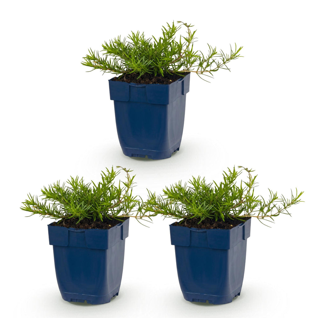 Phlox 'Benita' (phlox) – bleu – 3 plantes, Ø11 cm, 15–25 cm de haut – photo 2