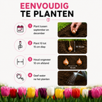 Tulpenmix – 20 bloembollen (bolmaat 11/12)