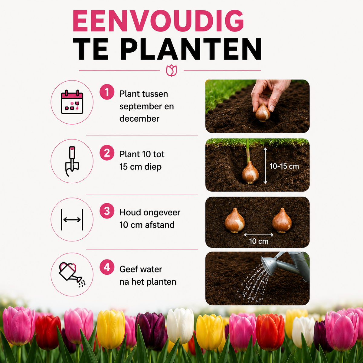 Tulpenmix – 20 Blumenzwiebeln (Zwiebelgröße 11/12)