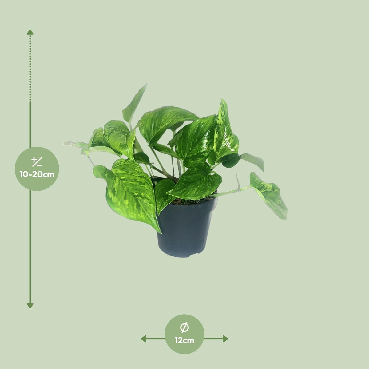 Scindapsus pictus Trebie – Ø12 cm, 20 cm hoog