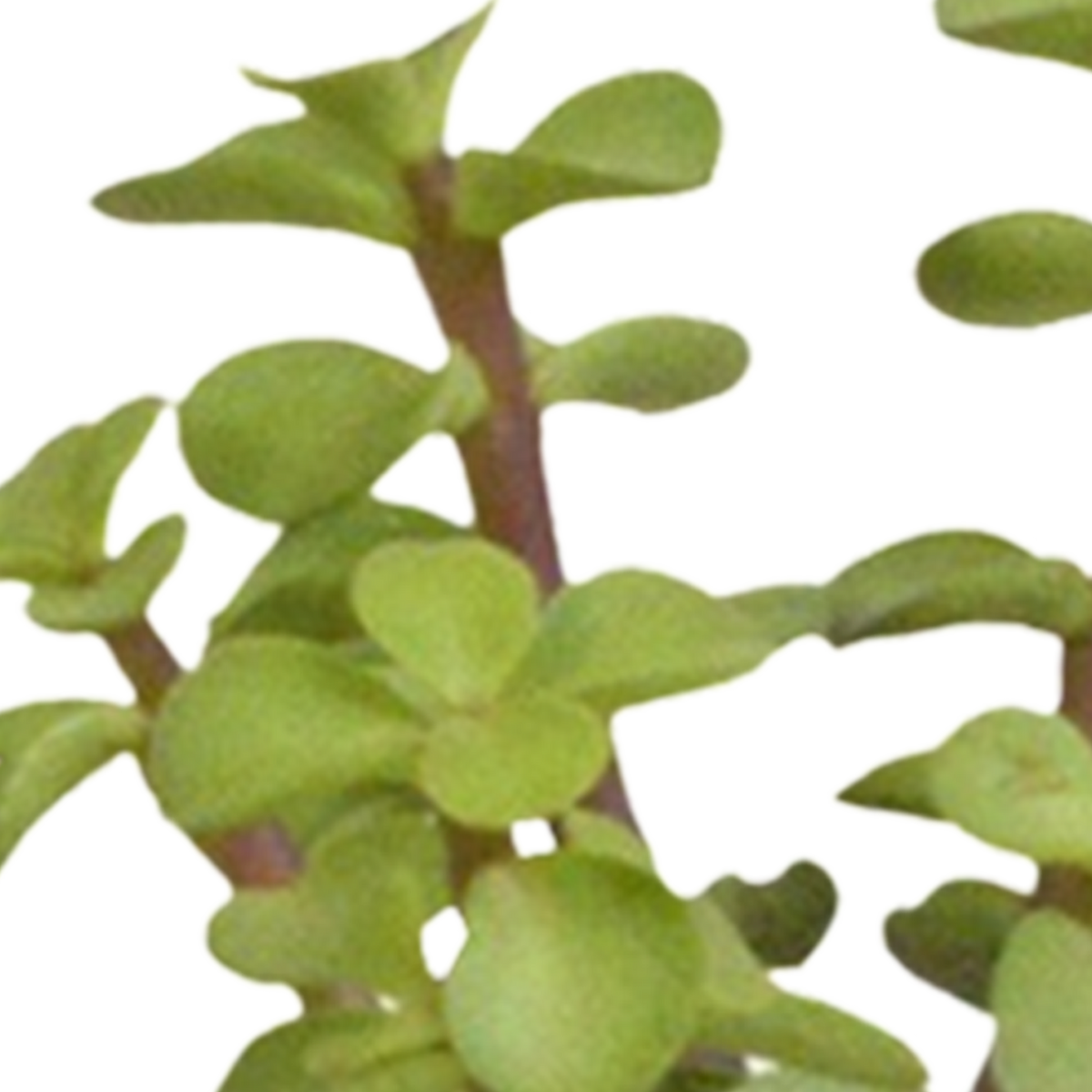 15× Cactus en vetplanten mix (Cactaceae) in witte pot – Ø7 cm, 13 cm hoog – foto 7