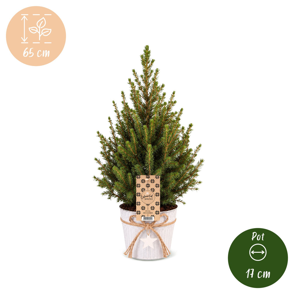 2× Picea glauca Conica (kerstboompje) in zinken pot – Ø17 cm, 65 cm hoog – wit