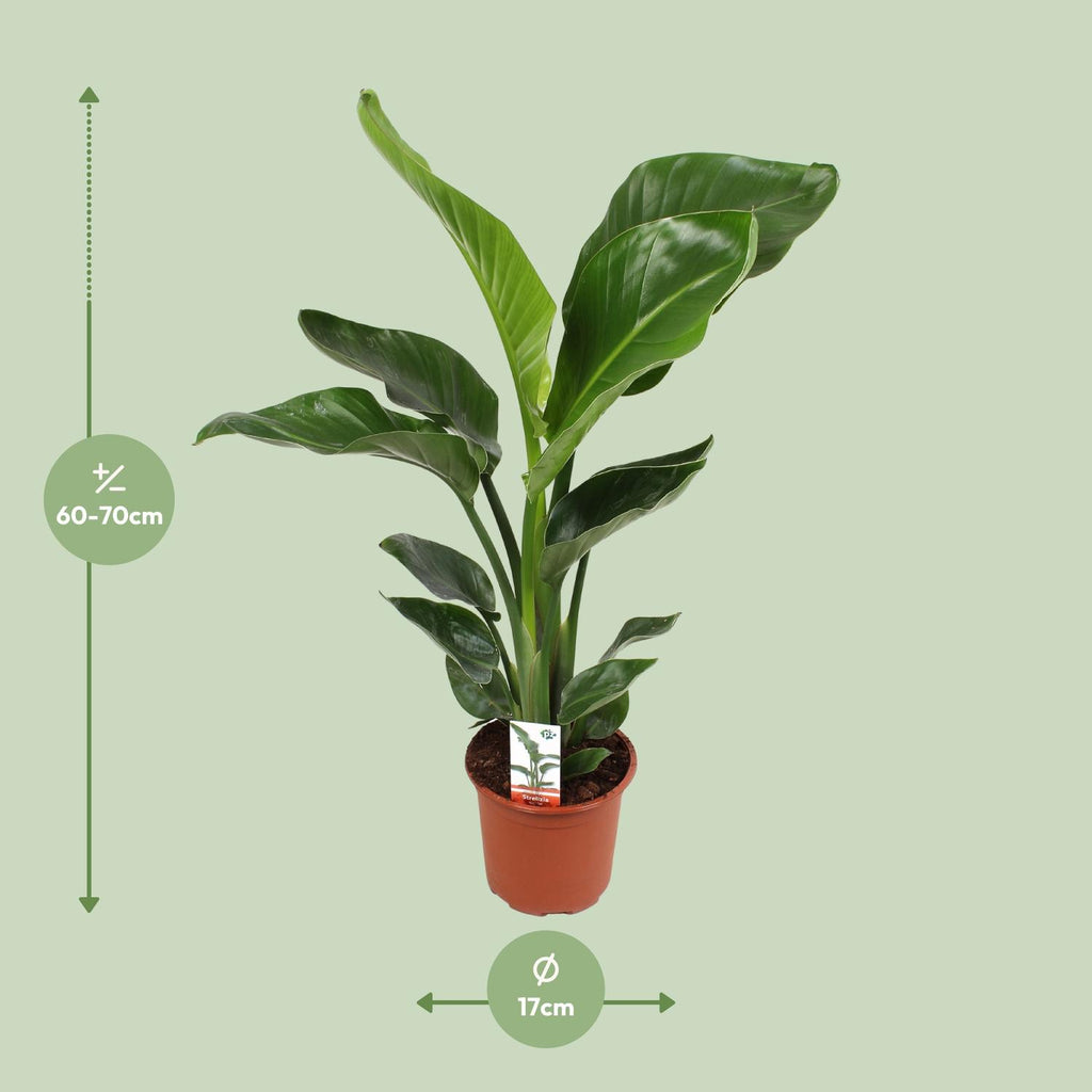 Strelitzia nicolai (hvid paradisfugleblomst) – Ø17 cm, 70 cm høj – cm – art. 23191 – billede 7