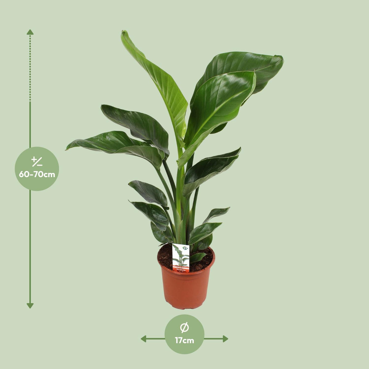 Strelitzia nicolai (hvid paradisfugleblomst) – Ø17 cm, 70 cm høj – cm – art. 23191 – billede 7
