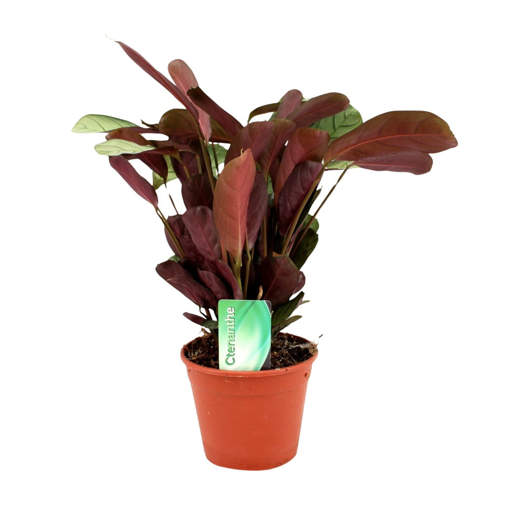 Ctenanthe Amagris (fiskebensplante) – Ø14 cm, 25 cm høj