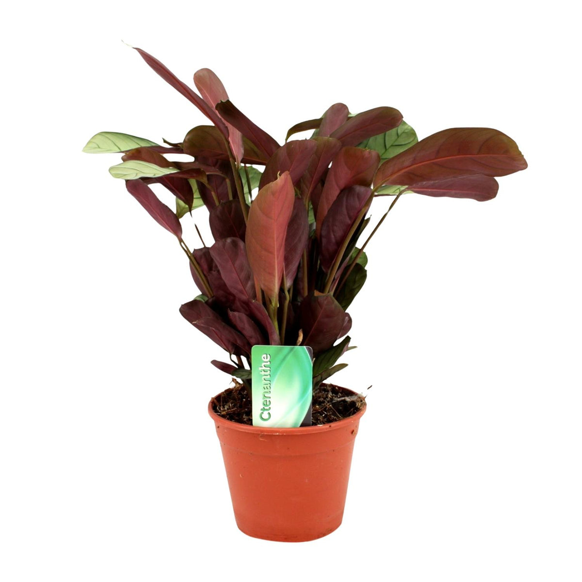 Ctenanthe Amagris (fiskebensplante) – Ø14 cm, 25 cm høj