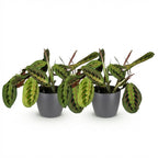 2× Maranta Fascinator Tricolour (bönplanta) i Potter-prydnadskruka grå – Ø12 cm, 25 cm hög