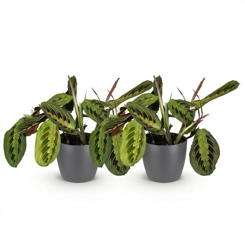 2× Maranta Fascinator Tricolour (Gebetsstaude) im grauen Potter-Dekotopf – Ø 12 cm, 25 cm hoch