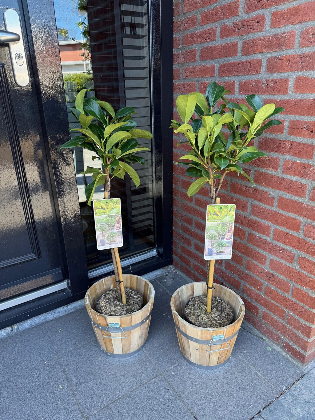 Prunus lauroverasus 'Etna' (laurbærkirsebær) på stamme – Ø19 cm, 90 cm høj – billede 4