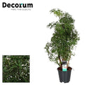 Polyscias Hawaiiana Ming (Aralia) – Ø 17 cm, 65 cm hoch