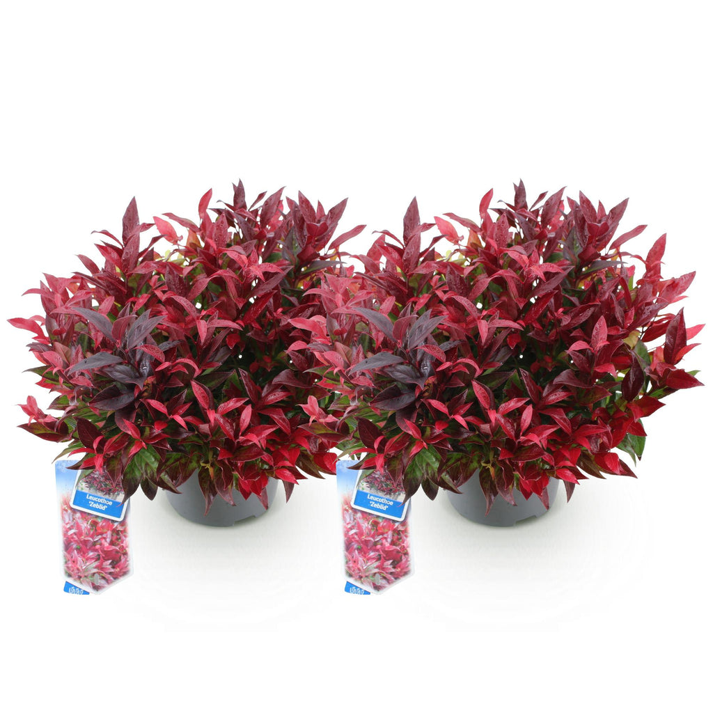 Leucothoe 'Zeblid' – rot – 2 Pflanzen, Ø17 cm, 45 cm hoch – Bild 2