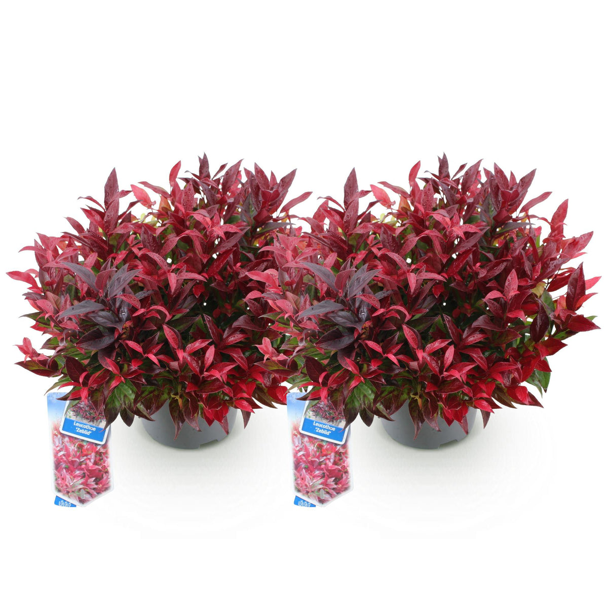 Leucothoe 'Zeblid' – rot – 2 Pflanzen, Ø17 cm, 45 cm hoch – Bild 2