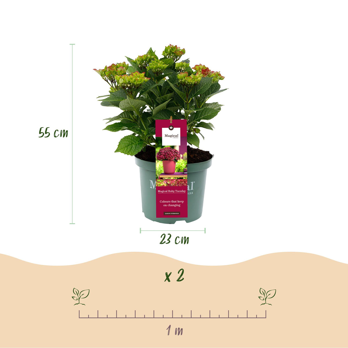 Hydrangea 'Magical Teusday & Saphire' (hortensia) – rood – Ø23 cm, 55 cm hoog