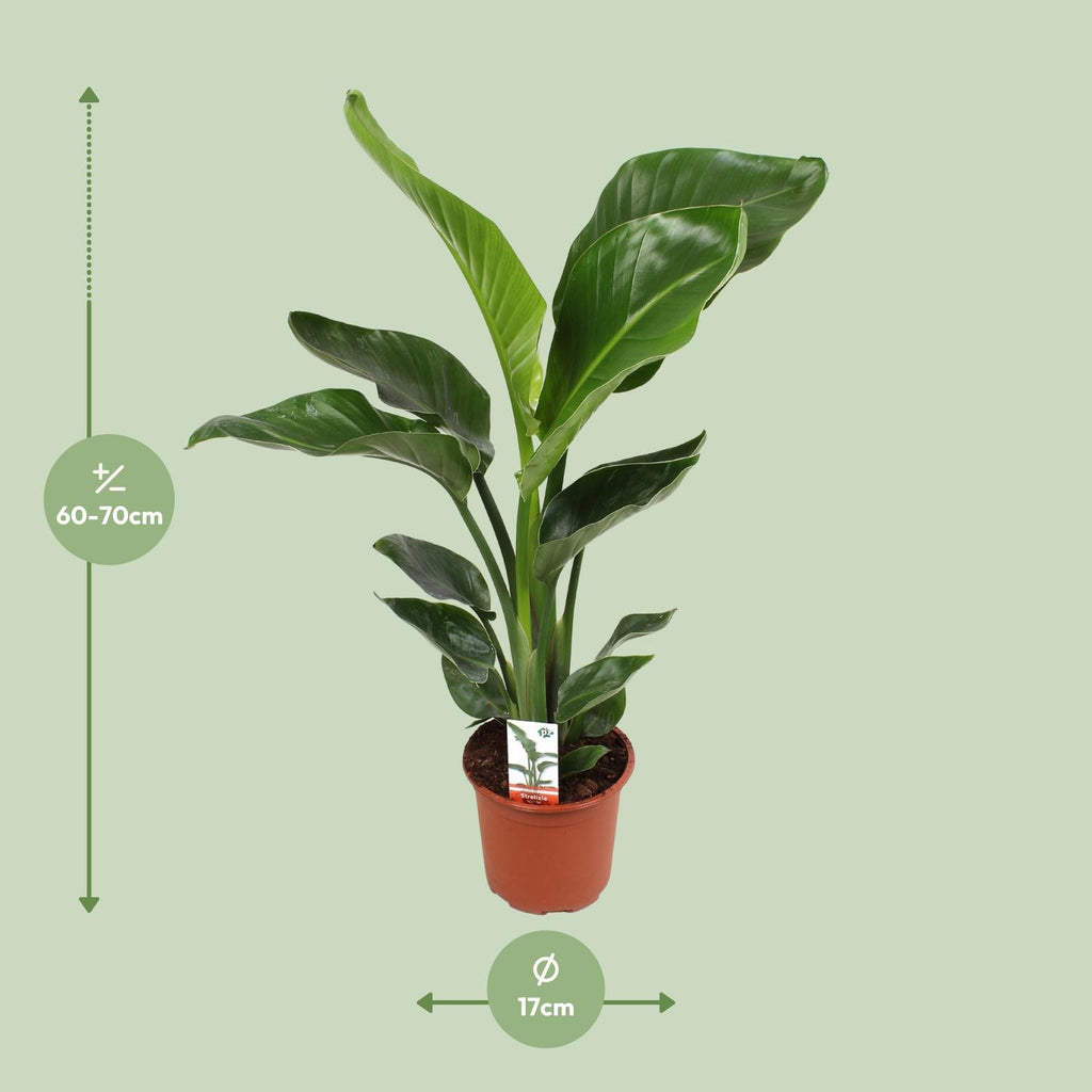 Strelitzia nicolai (weiße Paradiesvogelblume) – Ø17 cm, 70 cm hoch