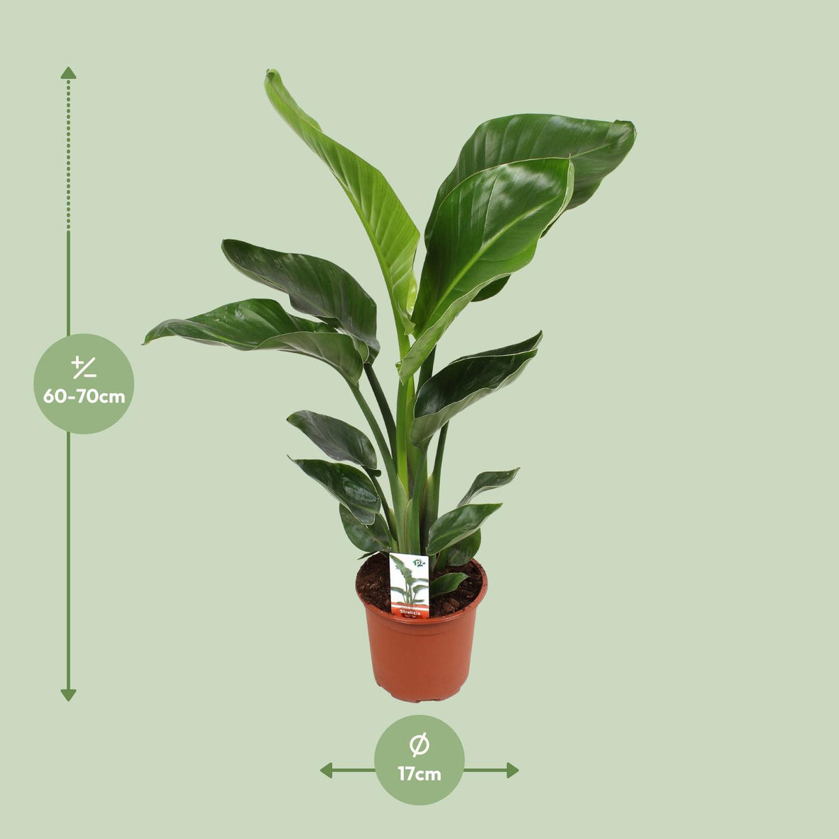 Strelitzia nicolai (weiße Paradiesvogelblume) – Ø17 cm, 70 cm hoch