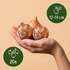 Mélange de jonquilles doubles – 20 bulbes (calibre 12/14)