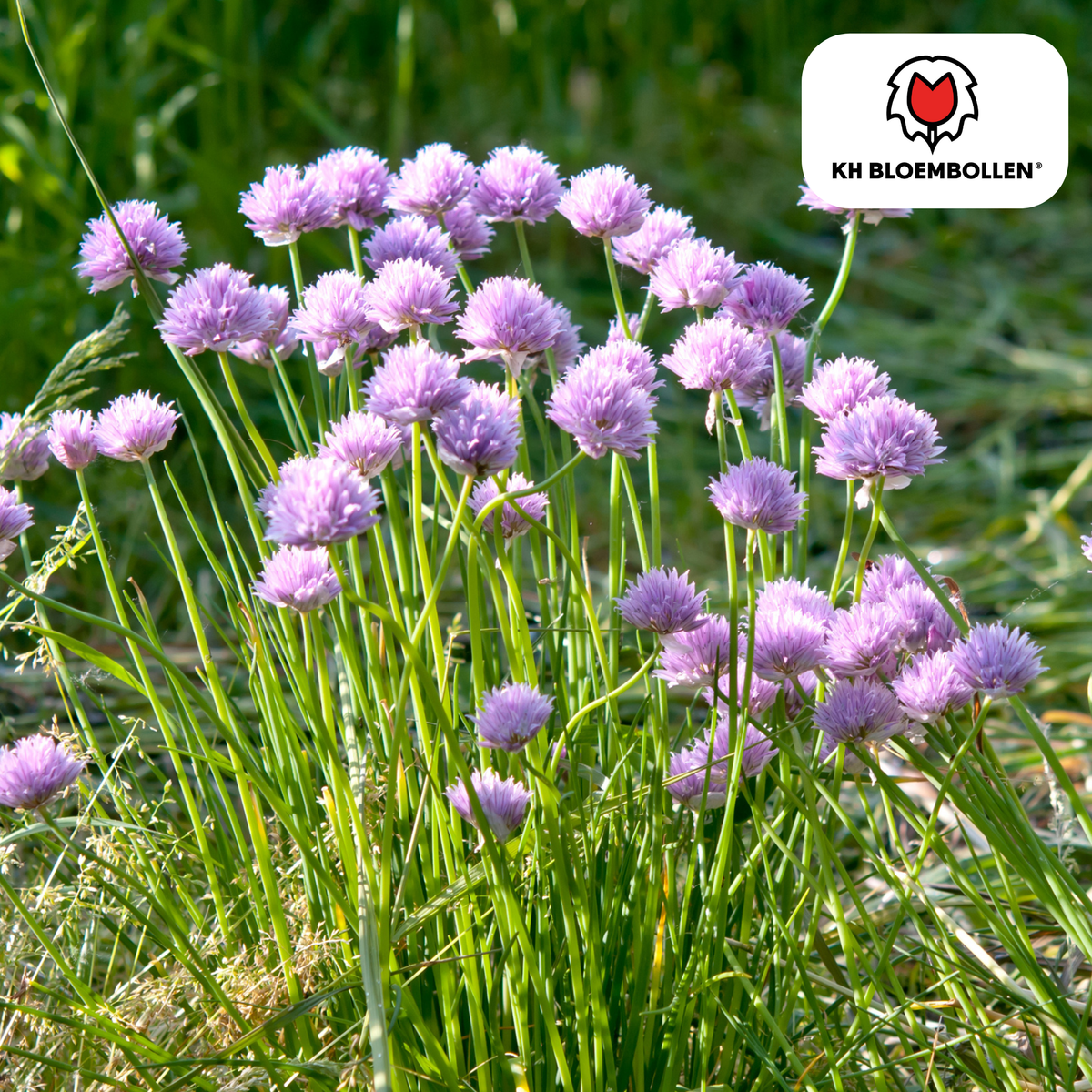 Sierui (Allium carolinianum) – 15 blomsterløg