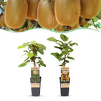 Actinidia 'Weiki & Hayward' (kiwi) – Ø15 cm, 50 cm de haut – art. 59116