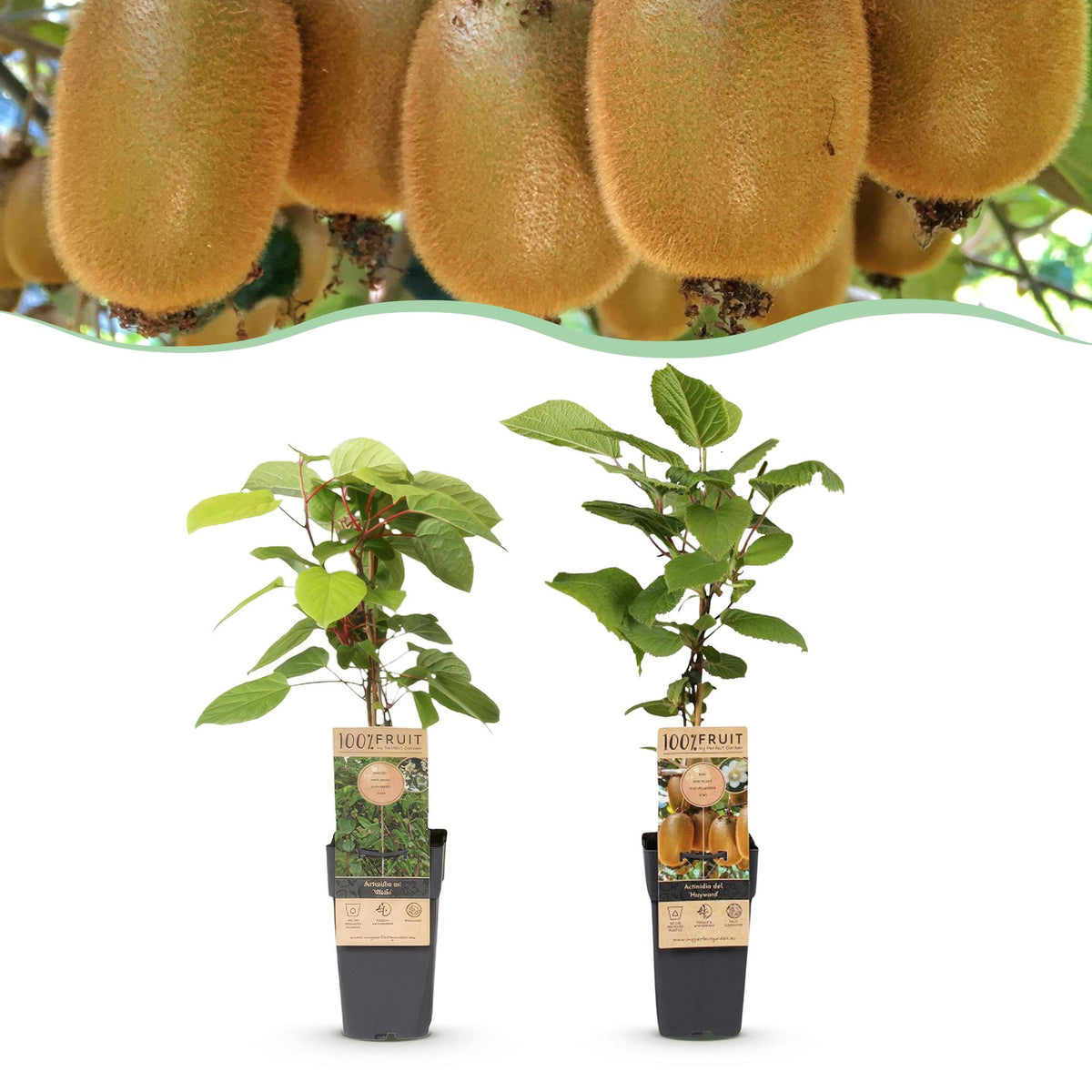 Actinidia 'Weiki & Hayward' (kiwi plant) – Ø15 cm, 50 cm high – art. 59116