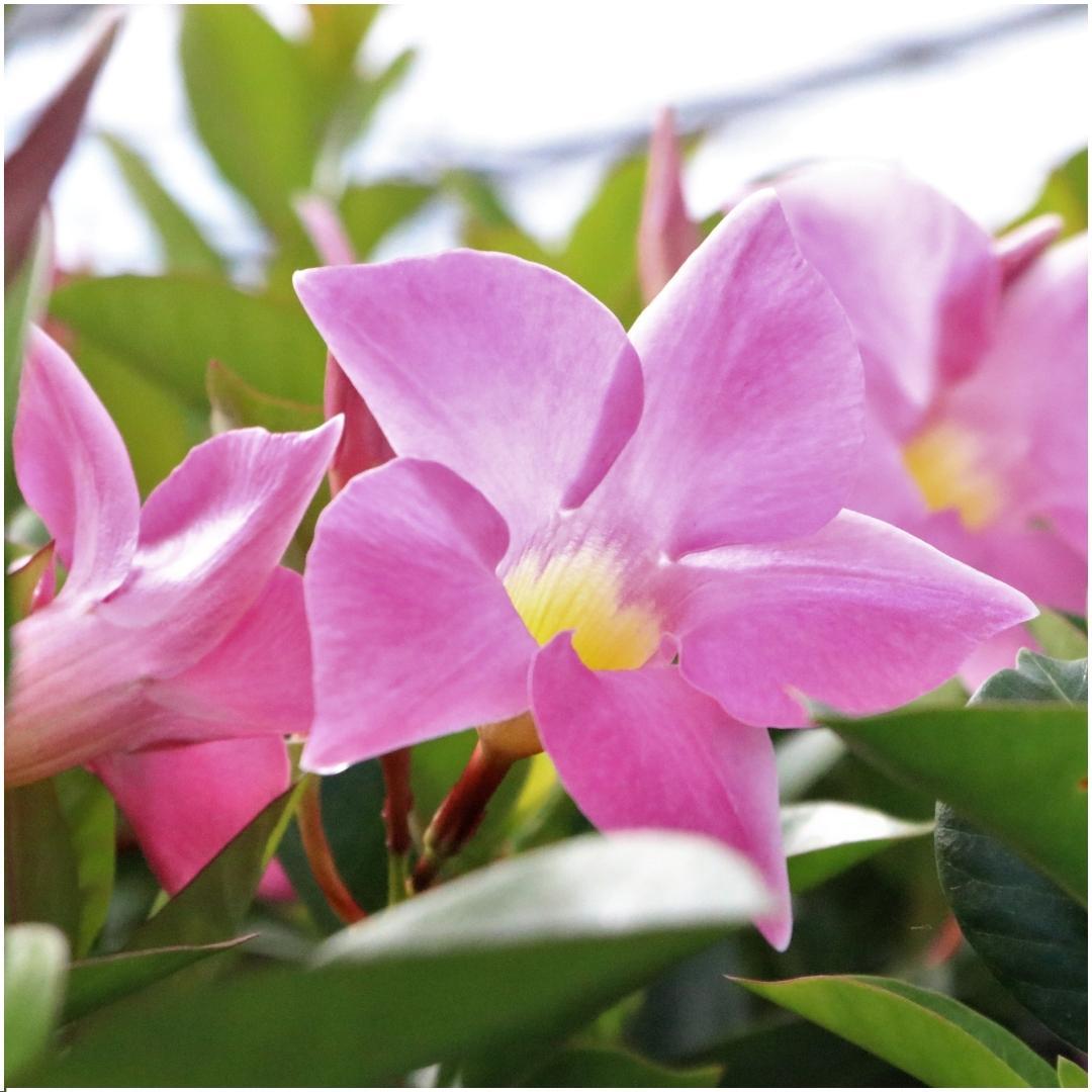 Mandevilla 'Pink' (dipladenia) – 6 plants, Ø12 cm, 25 cm high – photo 3