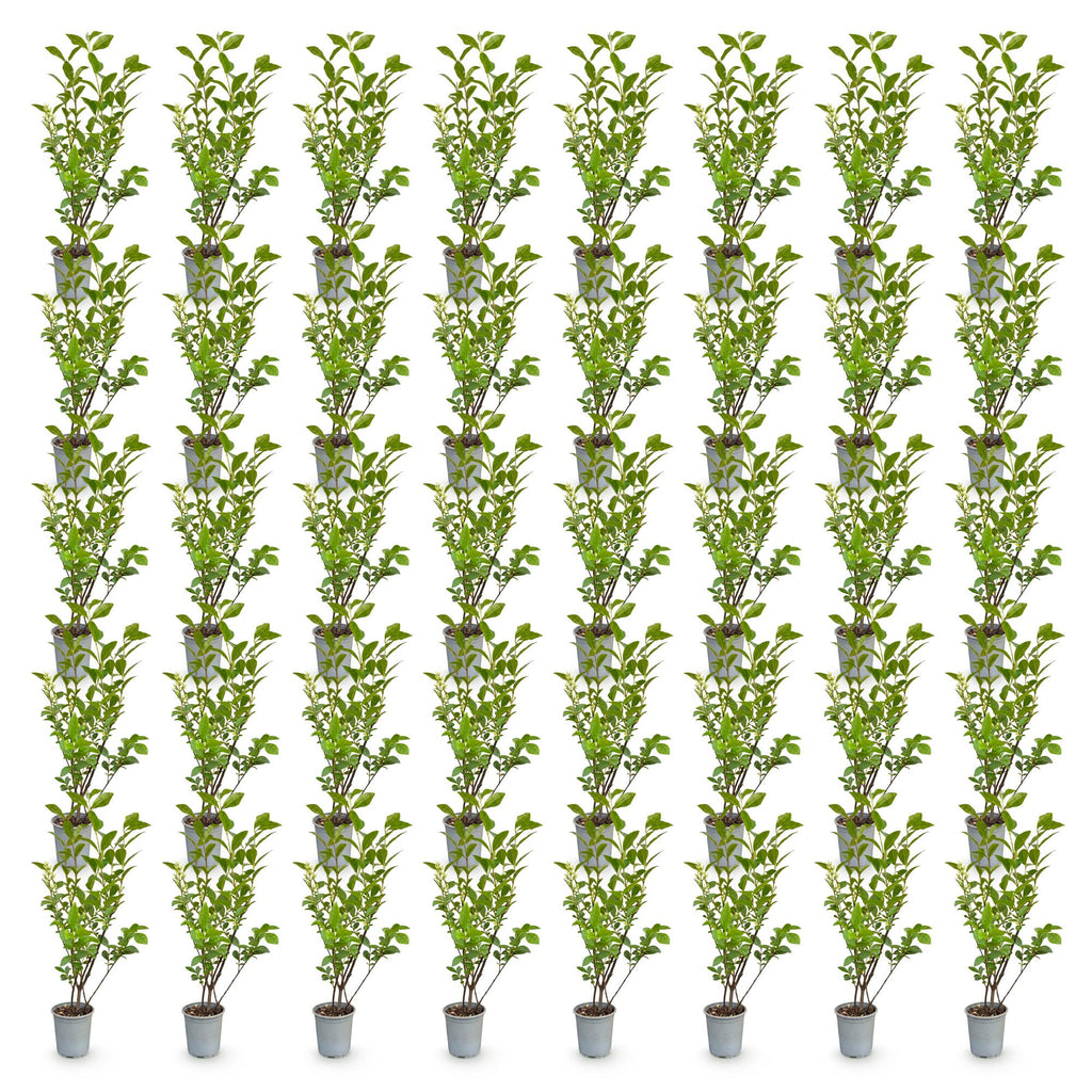 Ligustrum ovalifolium (common privet) – 40 plants, Ø9 cm, 35–45 cm high – photo 2