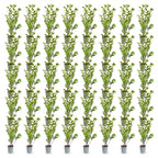 Ligustrum ovalifolium (common privet) – 40 plants, Ø9 cm, 35–45 cm high