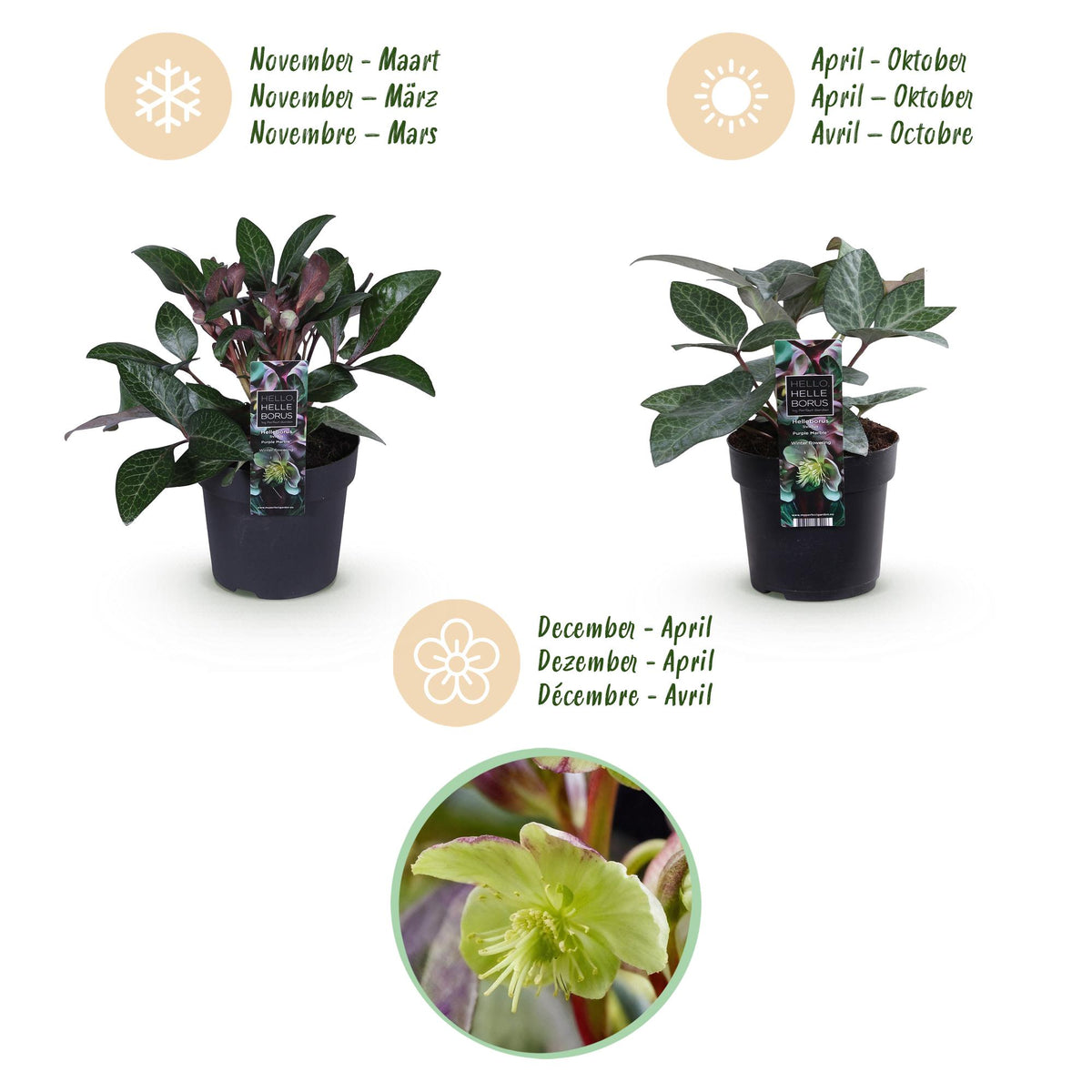 Helleborus lividus 'Purple Marble' (Purpur-Christrose) – Ø 14 cm, 35 cm hoch – Bild 9
