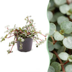 Pilea Glaucophylla Greyzy – Ø6 cm, 10 cm de haut