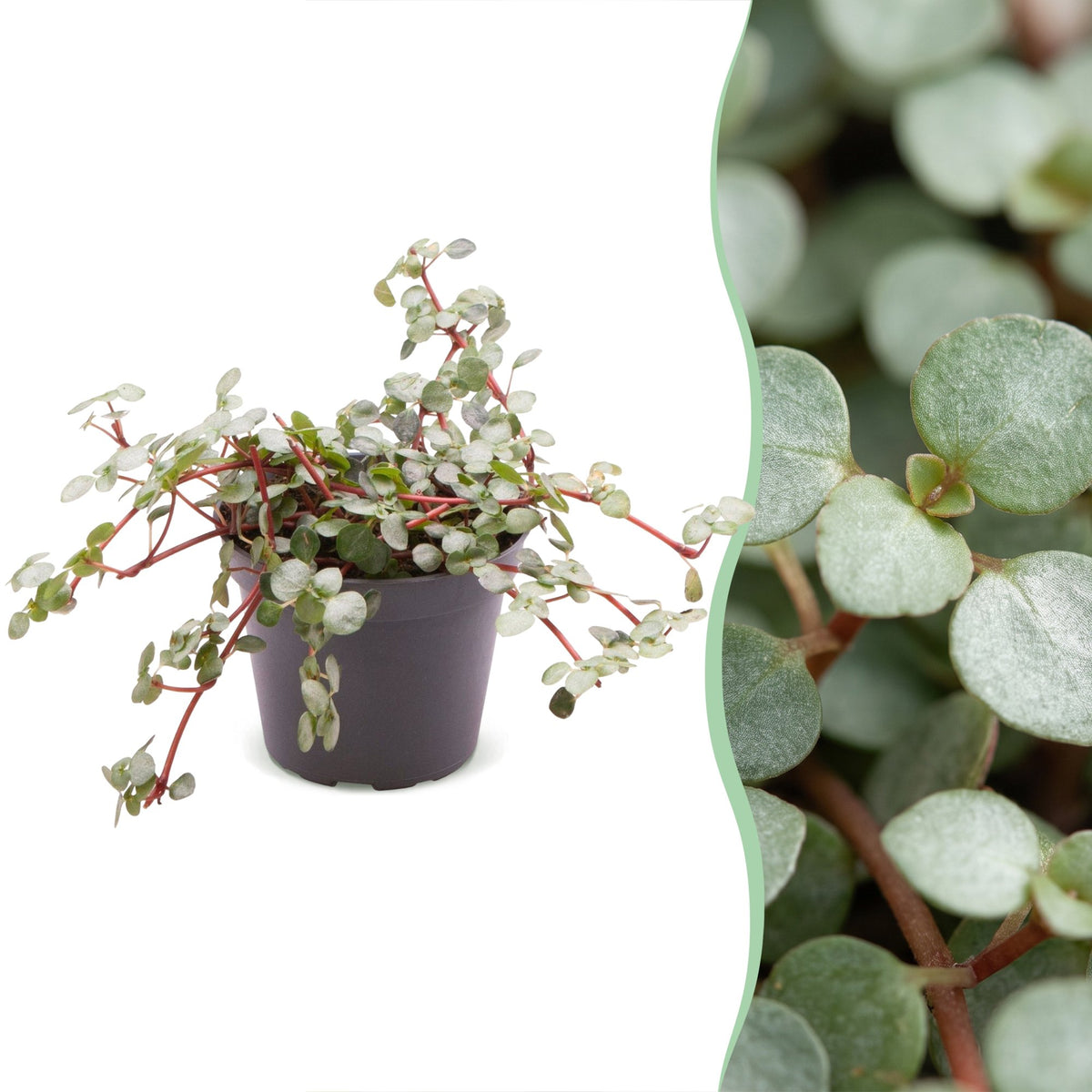 Pilea Glaucophylla Greyzy – Ø6 cm, 10 cm de haut